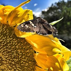 Close-up of insect on yellow flower