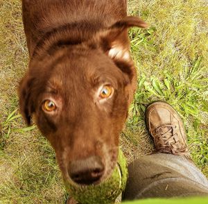 Portrait of a dog