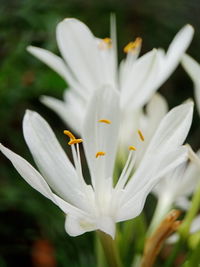 Close-up of white crocus flower