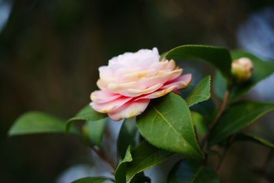 Close-up of pink rose flower