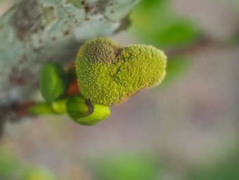 Close-up of plant