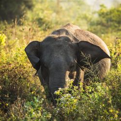 View of elephant in forest