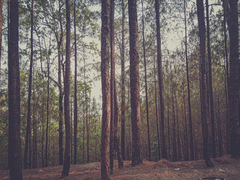 Pine trees in forest