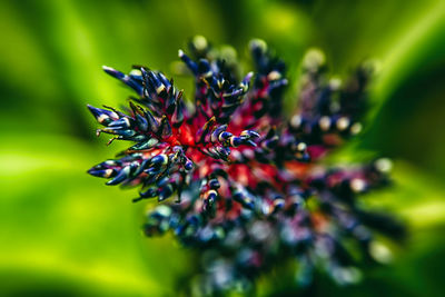 Close-up of butterfly on flower