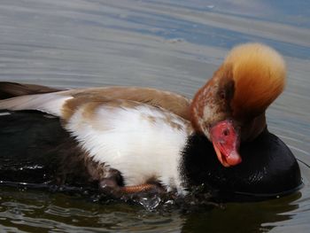 Close-up of pochard duck swimming on lake