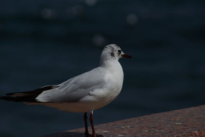 Close-up of seagull on retaining wall