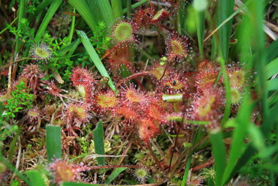 Close-up of red flowers on plant