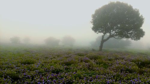 Close-up of plants on field against sky