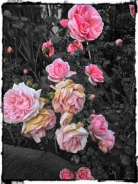 Close-up of pink rose