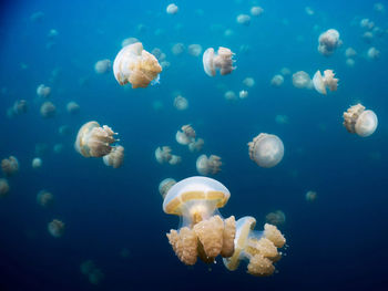 Close-up of jellyfish in sea