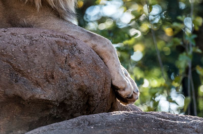 Cropped image of lion resting on rock