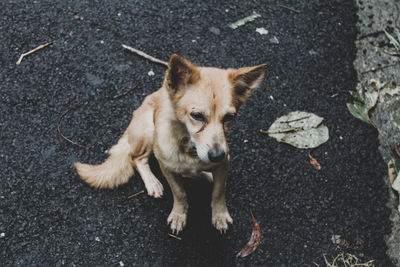 High angle view of dog on road in city