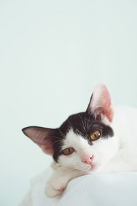 Close-up portrait of a cat over white background