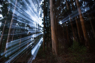 Illuminated trees in forest against sky at night