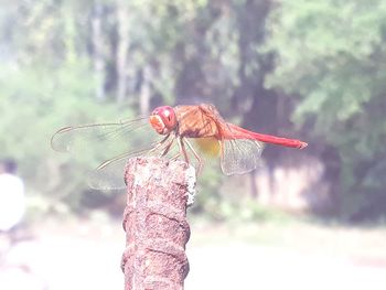 Close-up of dragonfly on plant