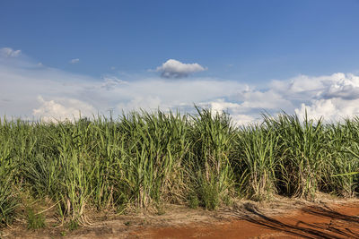 Crops growing on field against sky