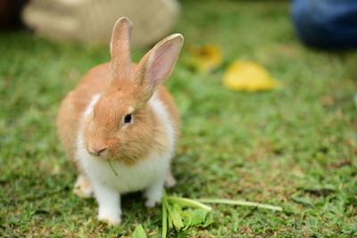 Close-up of a rabbit on field