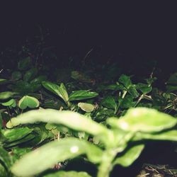 Plants growing in sunlight