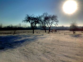 Bare trees on snow covered landscape