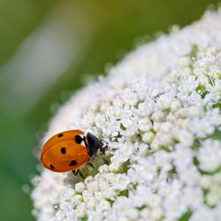 Close-up of ladybug on flower