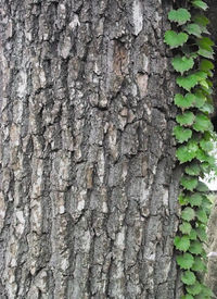 Full frame shot of tree trunk