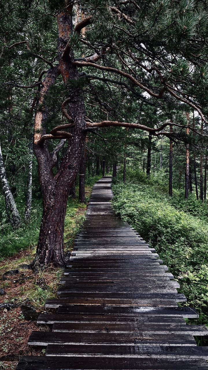 FOOTPATH AMIDST TREES AT FOREST