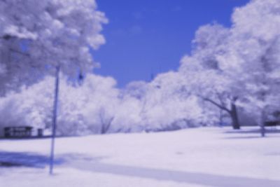 Snow covered trees