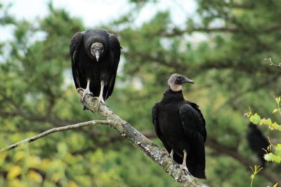 Black vultures perching on branch