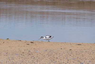 View of a bird on beach