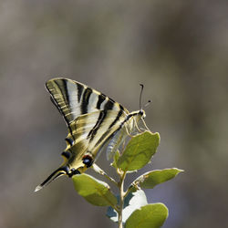 Butterfly on plant