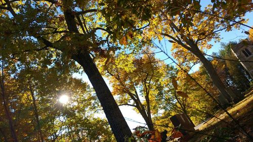 Low angle view of trees