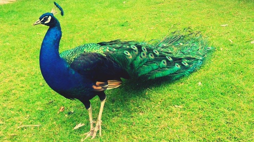 PEACOCK IN FIELD