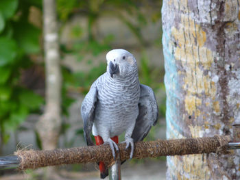 Close-up of bird perching on branch