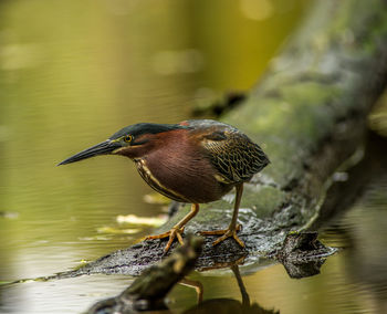 Close-up of bird perching on wood