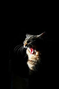 View of cat yawning