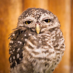 Close-up portrait of owl