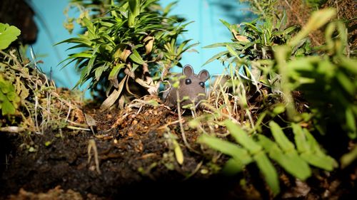 Close-up of lizard on a field