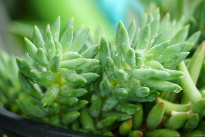 Close-up of succulent plant