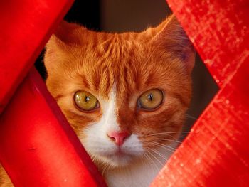 Close-up portrait of cat