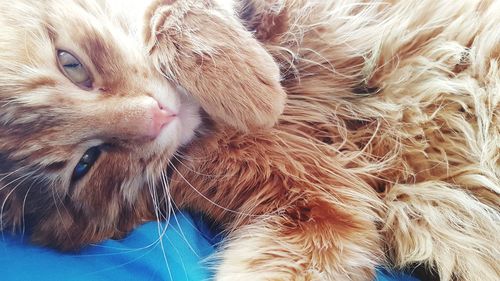 Close-up of a cat resting