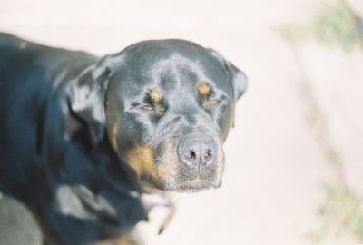 Close-up of dog