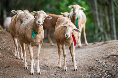 Sheep standing on field