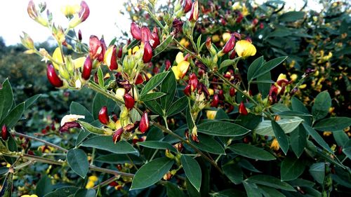 Close-up of fruits growing on tree