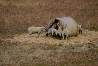 Horses in a field