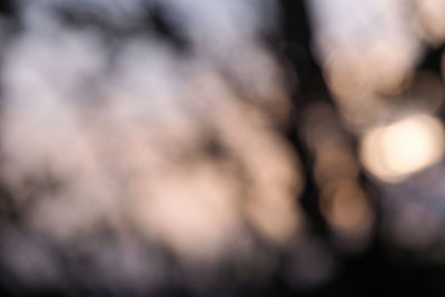 Close-up of blurred background