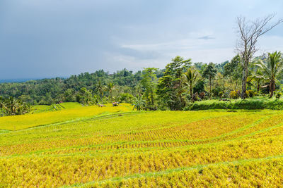 Scenic view of agricultural field against sky