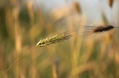 Close-up of stalks against blurred background