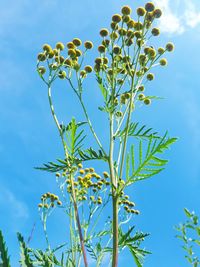 Low angle view of plant against blue sky