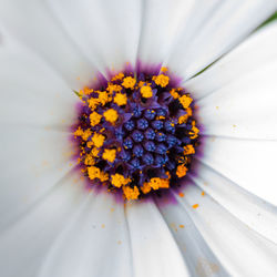 Close-up of white flower