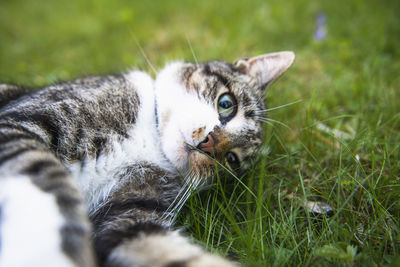 Housecat playing in the yard and garden